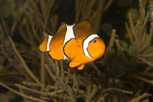 FH_091219_10694.jpg - Amphiprion ocellaris - Clownvisje