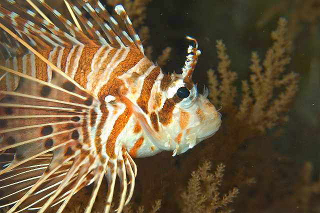 FH_091219_10722.jpg - Pterois volitans - Koraalduivel