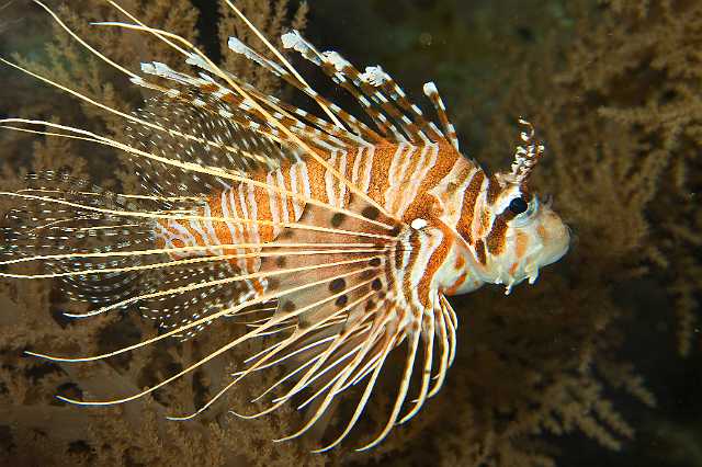 FH_091219_10725.jpg - Pterois volitans - Koraalduivel