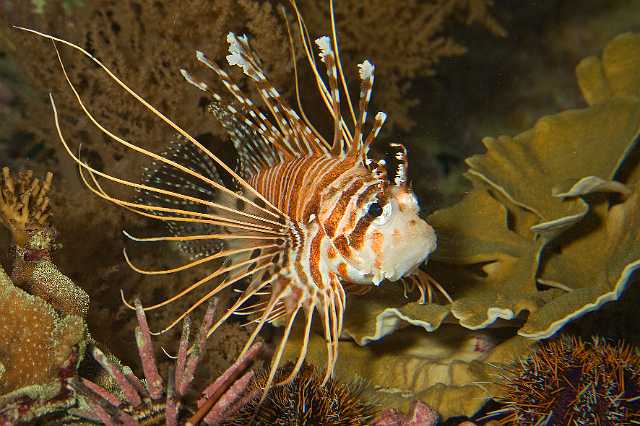 FH_091219_10730.jpg - Pterois volitans - Koraalduivel