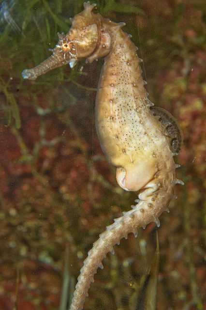 FH_091219_10733.jpg - Hippocampus sp. - Mannetje met broedbuidel