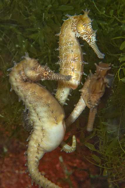 FH_091219_10739.jpg - Hippocampus sp. - Baltsend mannetje