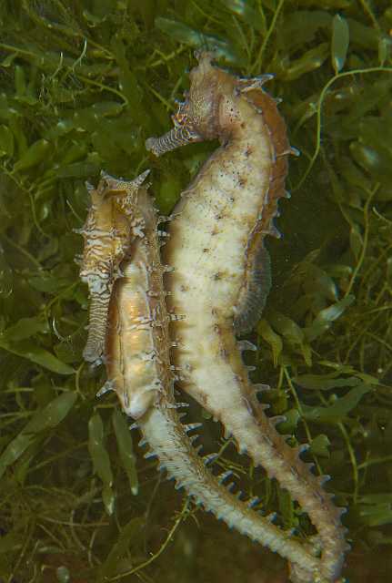 FH_091219_10741.jpg - Hippocampus sp. - Baltsend mannetje