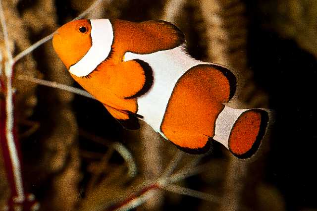 FH_101003_14850.jpg - Amphiprion ocellaris - Driebandanemoonvis