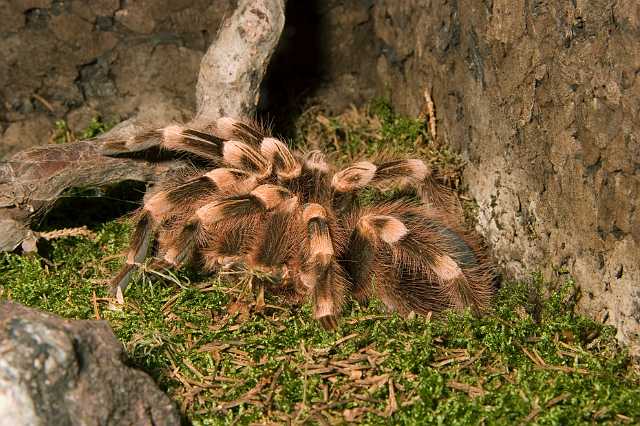 FH_070918_4411.jpg - Acanthoscuria geniculata