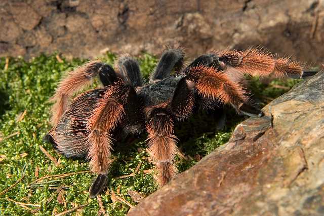 FH_070922_4523.jpg - Brachypelmides klaasi