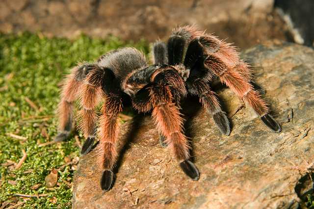 FH_070922_4567.jpg - Brachypelmides klaasi