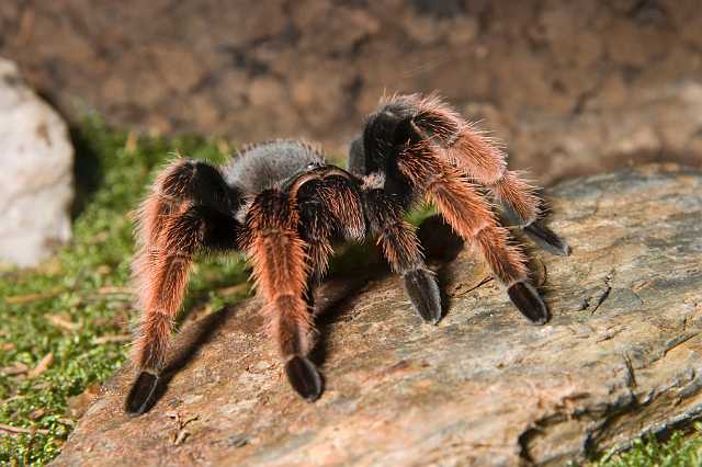 FH_070922_4568.jpg - Brachypelmides klaasi