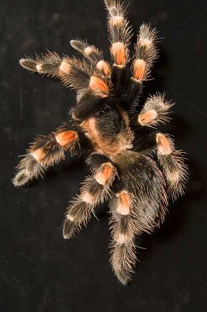 FH_070922_4569.jpg - Brachypelma smithi