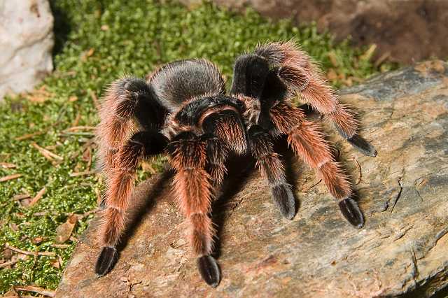 FH_070922_4571.jpg - Brachypelmides klaasi