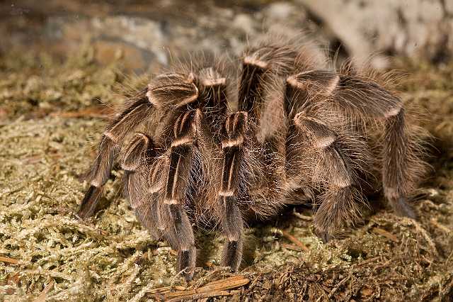 FH_090516_7800.jpg - Grammostola rosea