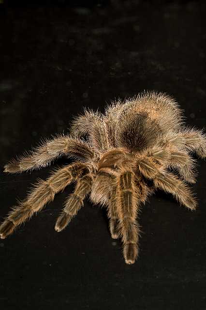 FH_090516_7803.jpg - Grammostola rosea