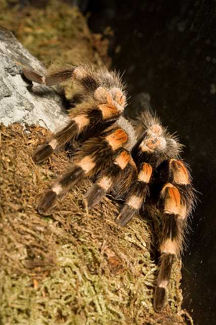 FH_090516_7804.jpg - Brachypelma smithii (roodknie vogelspin)