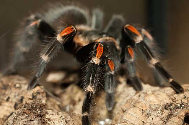 FH_110723_19929.jpg - Brachypelma auratum - gevlamde roodknie vogelspin (Mexico)Insectarium Lizio