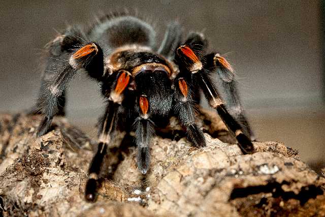 FH_110723_19930.jpg - Brachypelma auratum - gevlamde roodknie vogelspin (Mexico)Insectarium Lizio