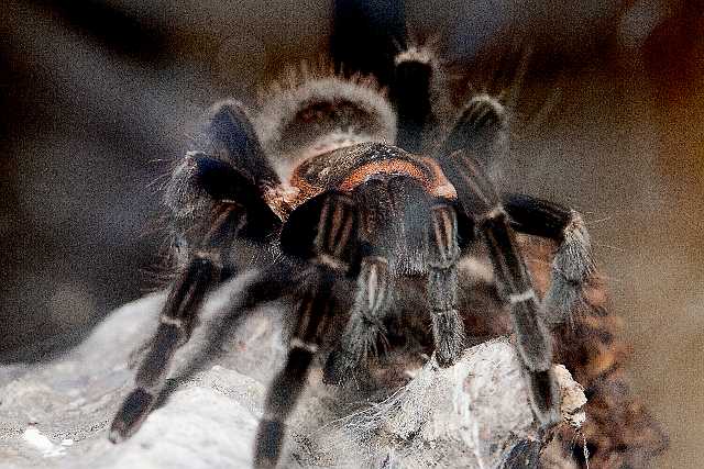 FH_110723_19932.jpg - Brachypelma sabulosum - Guatemaalse roodlijf vogelspin (Guatemala)Insectarium Lizio