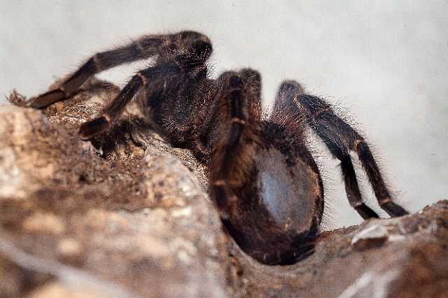 FH_110723_19935.jpg - Lasiodora difficilis (Brazil)Insectarium Lizio