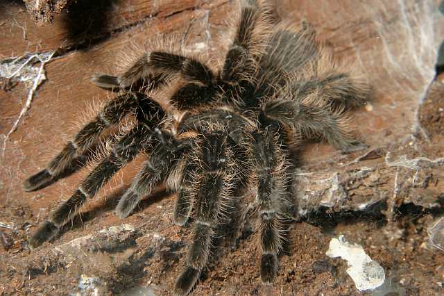 FH_2007_07_25_4169.jpg - Brachypelma albopilosa