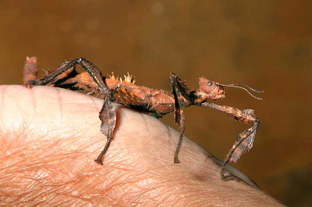 FH_070725_4122.jpg - Extatosoma tiaratum