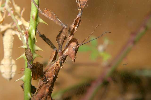 FH_070725_4124.jpg - Extatosoma tiaratum