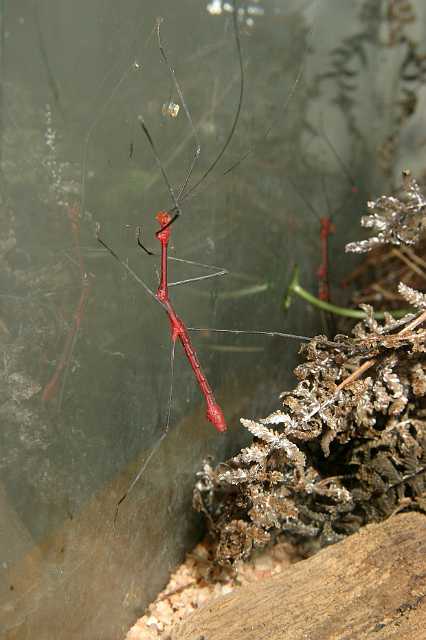 FH_070725_4127.jpg - Oreophoetes peruana (de rode varentak)- male