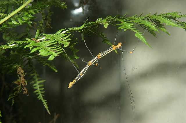 FH_070725_4129.jpg - Oreophoetes peruana (de rode varentak)- female