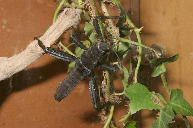 FH_070725_4150.jpg - Eurycantha calcarata