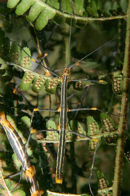 FH_070725_4199.jpg - Oreophoetes peruana (de rode varentak)- female