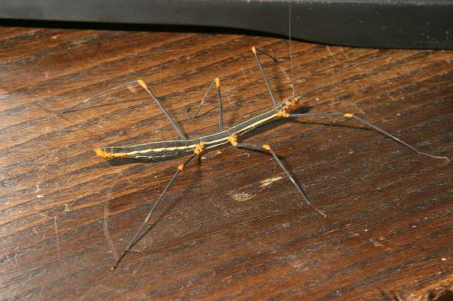 FH_070725_4202.jpg - Oreophoetes peruana (de rode varentak)- female