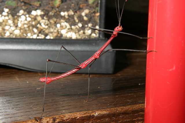 FH_070725_4204.jpg - Oreophoetes peruana (de rode varentak)- male