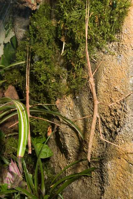 FH_070922_4612.jpg - Baculum extradentatum