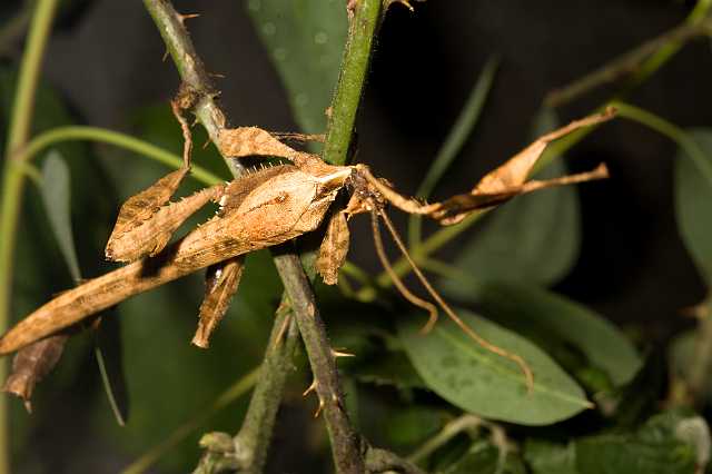 FH_081110_6924.jpg - Extatosoma tiaratum