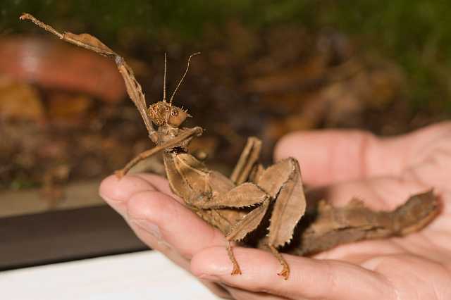 FH_081110_6928.jpg - Extatosoma tiaratum