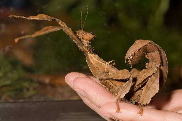 FH_081110_6929.jpg - Extatosoma tiaratum