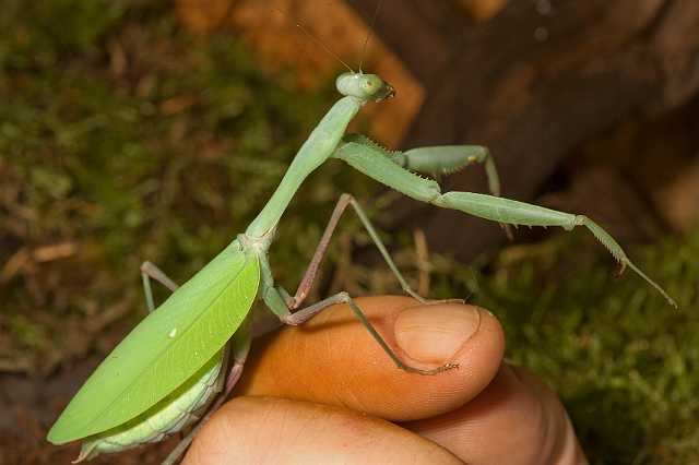 FH_081110_6942.jpg - Hierodula membranaceus, Giant Indian Mantis