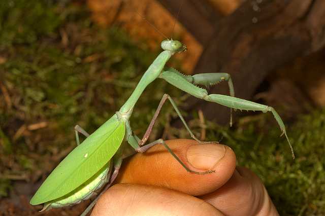 FH_081110_6943.jpg - Hierodula membranaceus, Giant Indian Mantis