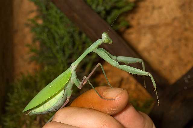 FH_081110_6944.jpg - Hierodula membranaceus, Giant Indian Mantis