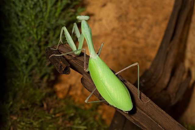 FH_081110_6945.jpg - Hierodula membranaceus, Giant Indian Mantis