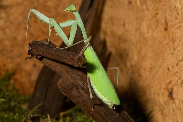 FH_081110_6946.jpg - Hierodula membranaceus, Giant Indian Mantis