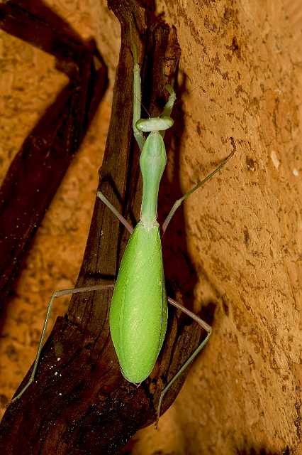 FH_081110_6951.jpg - Hierodula membranaceus, Giant Indian Mantis