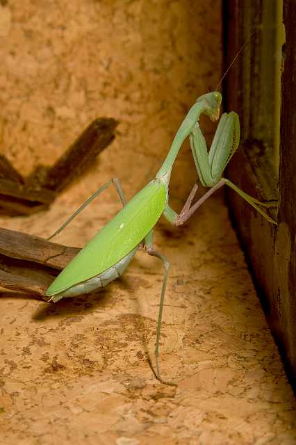 FH_081110_7029.jpg - Hierodula membranceus, Giant India Mantis