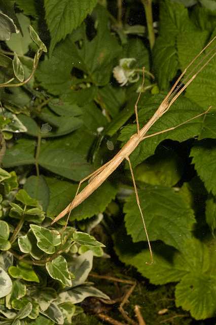 FH_090516_7874.jpg - Siphyloidea siplus (Roze tak)