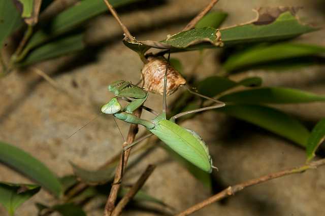 FH_091219_10831.jpg - Mantis religiosa - Bidsprinkhaan