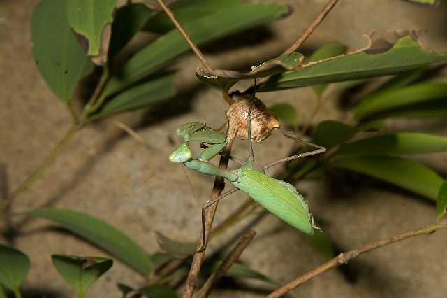 FH_091219_10832.jpg - Mantis religiosa - Bidsprinkhaan