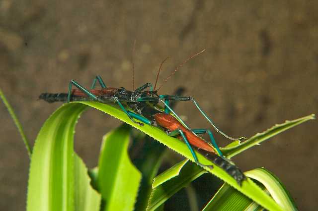 FH_091219_10846.jpg - Megacrania phelaus