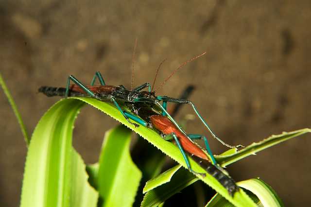 FH_091219_10847.jpg - Megacrania phelaus