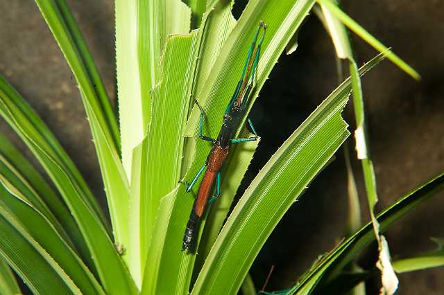 FH_091219_10848.jpg - Megacrania phelaus