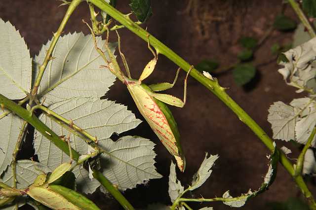 FH_091219_10853.jpg - Phyllium siccifolium - Wandelend blad