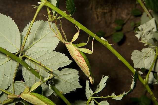 FH_091219_10854.jpg - Phyllium siccifolium - Wandelend blad