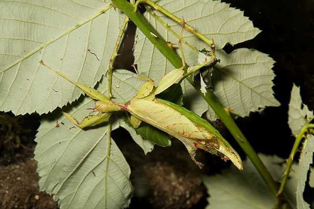 FH_091219_10855.jpg - Phyllium siccifolium - Wandelend blad